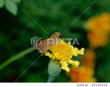 アフリカマリーゴールド訪花昆虫イチモンジセセリ 93336318