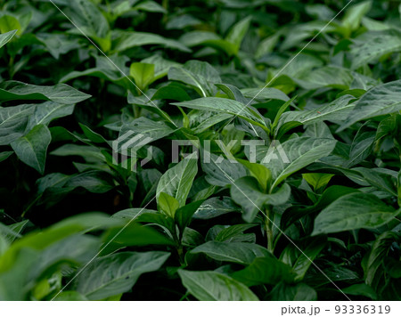 染料藍原料　タデ科アイ群生 93336319