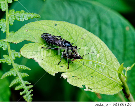 トゲツヤヘラクチイシアブの狩 93336320