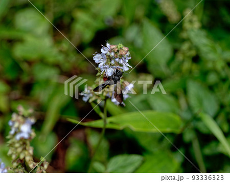 ハキリバチの仲間　ハラアカヤドリハキリバチ 93336323