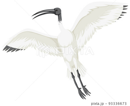 Australian white ibis isolated 93336673