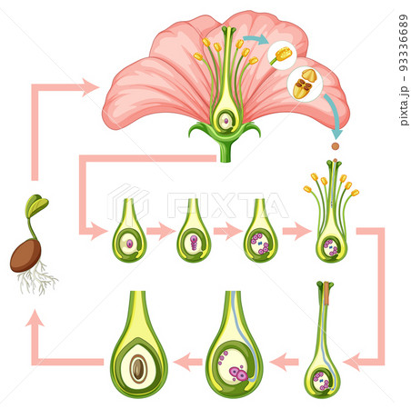 Diagram showing fertilization in flower 93336689