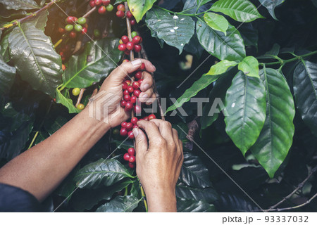 Man Hands harvest coffee bean ripe Red berries plant fresh seed coffee tree growth in green eco organic farm. Close up hands harvest red ripe coffee seed robusta arabica berry harvesting coffee farm 93337032
