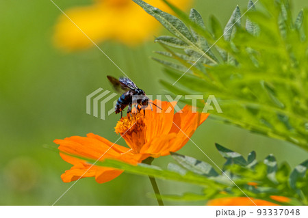 ブルービー　ミツバチ科ナミルリモンハナバチ 93337048