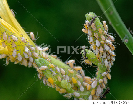 アブラムシと蟻の共生 93337052