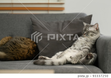 Lazy tabby cats are sleeping on comfortable couch with a funny gesture. Domestic life animals concept 93337250