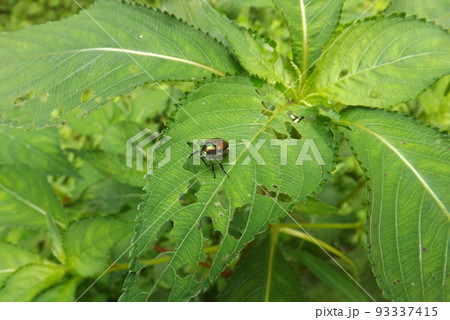 葉の上のマメコガネ 93337415