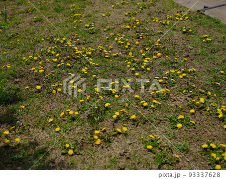 水郷の春 93337628