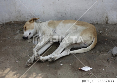 デリーの路上で左向きに寝ている一匹の犬の画像 93337633