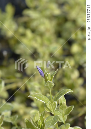 Variegated Greater periwinkle Variegated Greater periwinkle 93337715