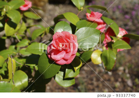 Camellia 93337740