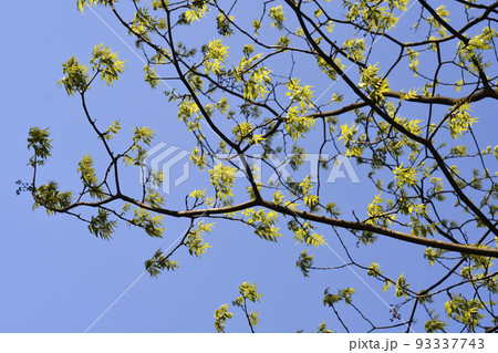 Amur cork tree Amur cork tree 93337743