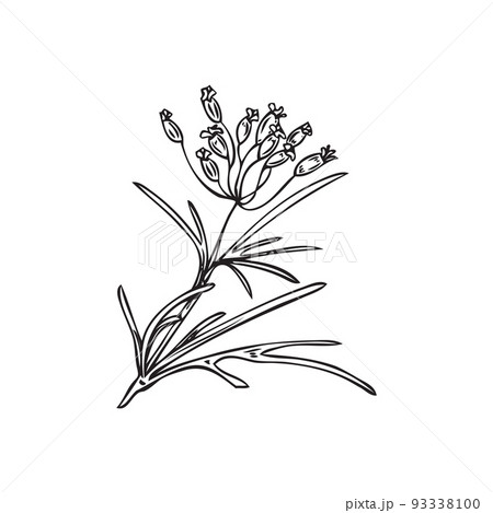 Cumin Plant Branches Collection, Engraving Style Vector Illustration  Isolated. Stock Vector - Illustration of natural, scented: 223420185