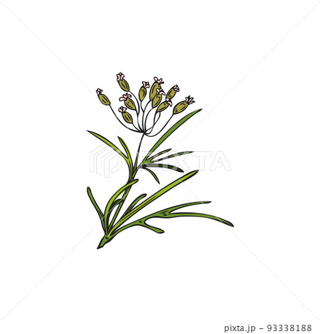 Hand drawn colorful cumin plant with growing flowers sketch style Hand drawn colorful cumin plant with growing flowers sketch style 93338188