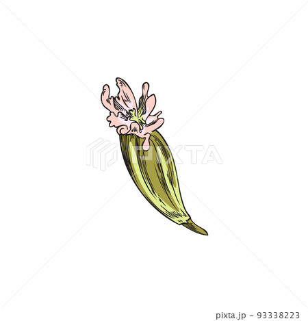 Cumin flower botanical detailed color image sketch vector illustration isolated. 93338223