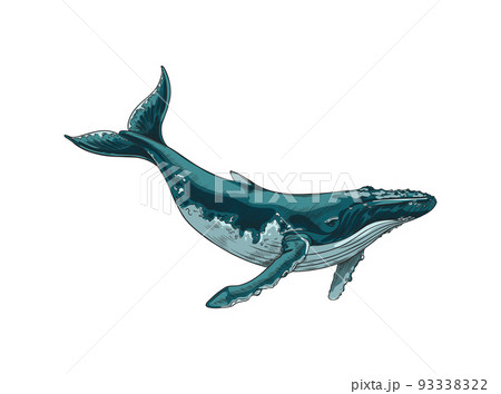 Whale giant sea or ocean mammal animals hand drawn vector illustration isolated. 93338322