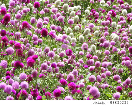 画面いっぱいの「センニチコウ」の花 画面いっぱいの「センニチコウ」の花 93339235