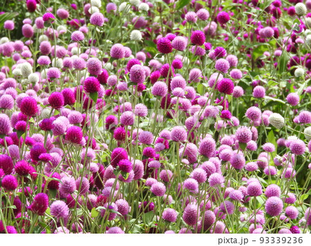 画面いっぱいの「センニチコウ」の花 画面いっぱいの「センニチコウ」の花 93339236