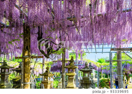 山田の藤(藤の花と境内風景)「観光名所:山田日吉神社」 93339695