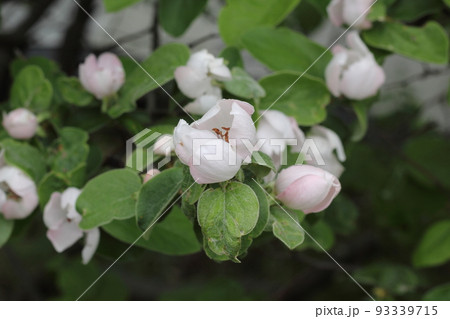 Buds and flowers on an apple tree Buds and flowers on an apple tree 93339715