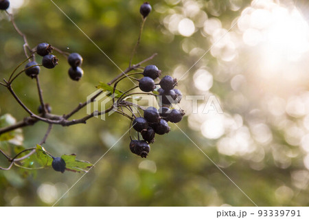 Clusters fruit black elderberry in spring garden 93339791