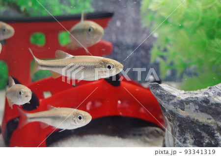 淡水魚 ヌマムツ 淡水魚 ヌマムツ 93341319