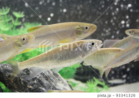 泳ぐ川魚　オイカワ 93341326