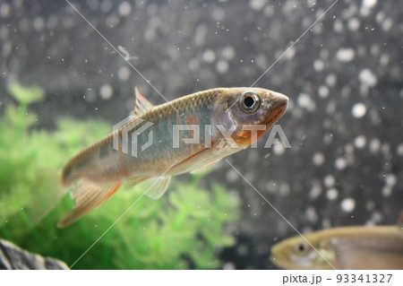 淡水魚 オイカワ 淡水魚 オイカワ 93341327