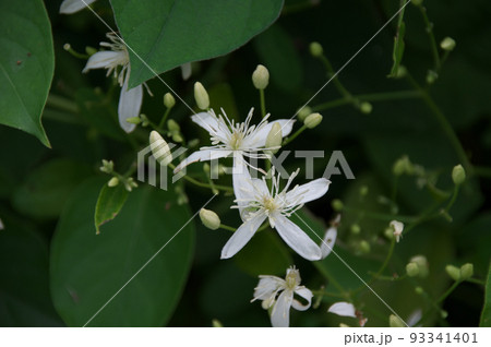 センニンソウ 93341401