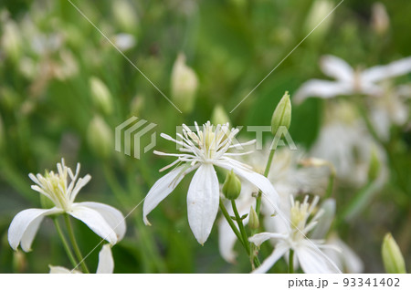 センニンソウ 93341402