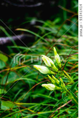 長野県の後立山連峰の唐松岳に咲くトウヤクリンドウ 93341414
