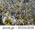 桜の花々 93341636