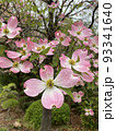 ハナミズキ 93341640