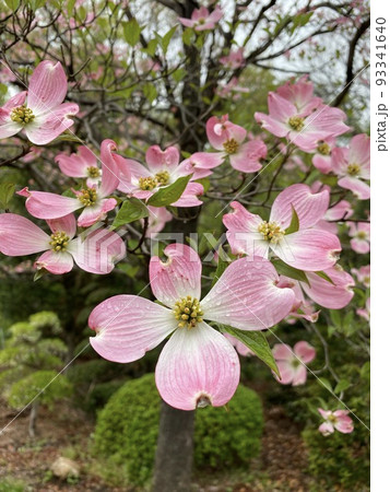 ハナミズキ 93341640