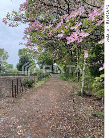 ハナミズキと農道 93341641