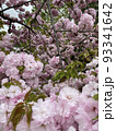 桜ヨウキヒ 93341642