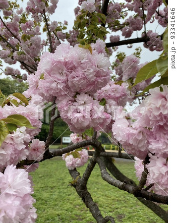 桜楊貴妃 桜楊貴妃 93341646