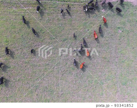 Troop of cows in the pampas field,Argentina 93341852
