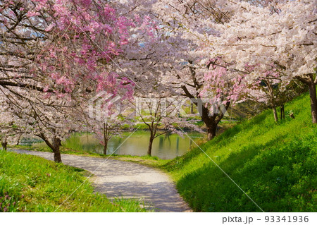春／満開の桜（篠山城）【兵庫県丹波篠山市】 93341936