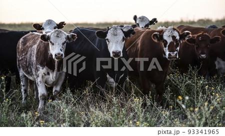 Argentine meat production,cows fed on natural grass. Argentine meat production,cows fed on natural grass. 93341965
