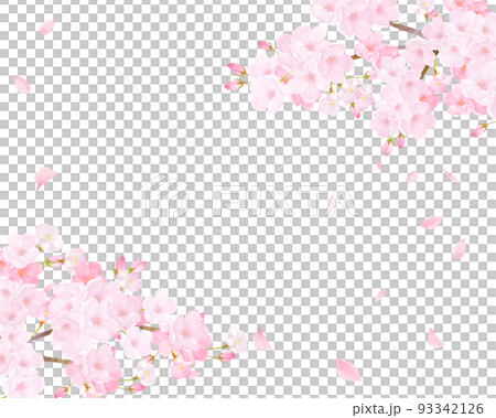 美しく華やかな満開の薄いピンク色の桜と花びら舞い上がる春の白バックフレームベクター素材イラスト 93342126