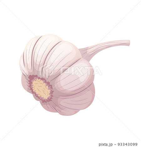 dry head of garlic cartoon vector illustration 93343099