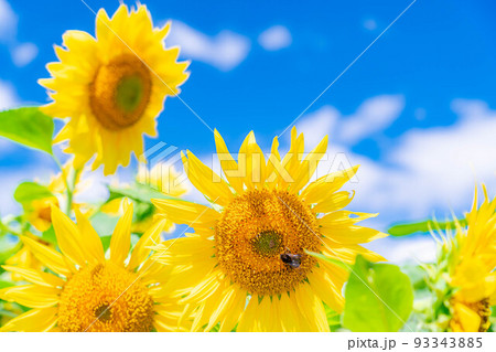 【夏素材】明野のひまわり畑と青空【山梨県】 93343885