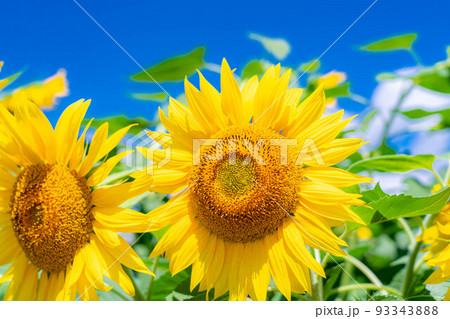 【夏素材】明野のひまわり畑と青空【山梨県】 【夏素材】明野のひまわり畑と青空【山梨県】 93343888