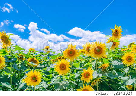 【夏素材】明野のひまわり畑と青空【山梨県】 93343924