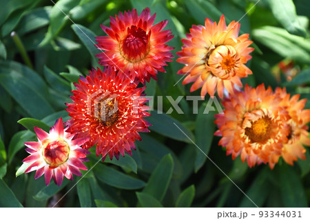 ヘリクリサム（コロロ） 93344031