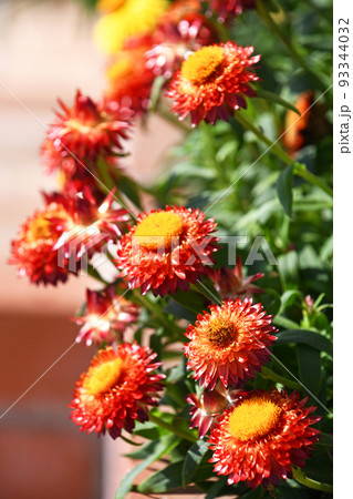 ヘリクリサム（コロロ） 93344032