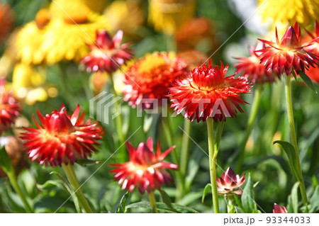 ヘリクリサム（コロロ） 93344033