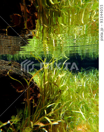 セキショウモのある春の水中 93344055