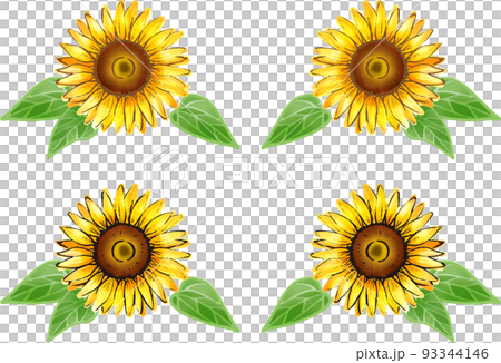 sunflower	 93344146